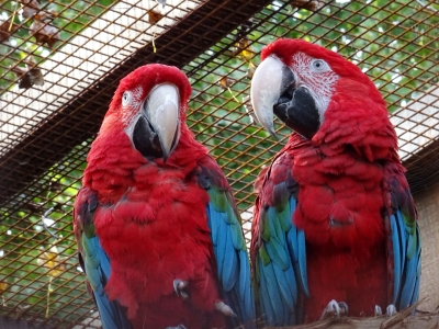 Ara chloroptère rouge et bleu - De Zonnegloed - Refuge pour animaux